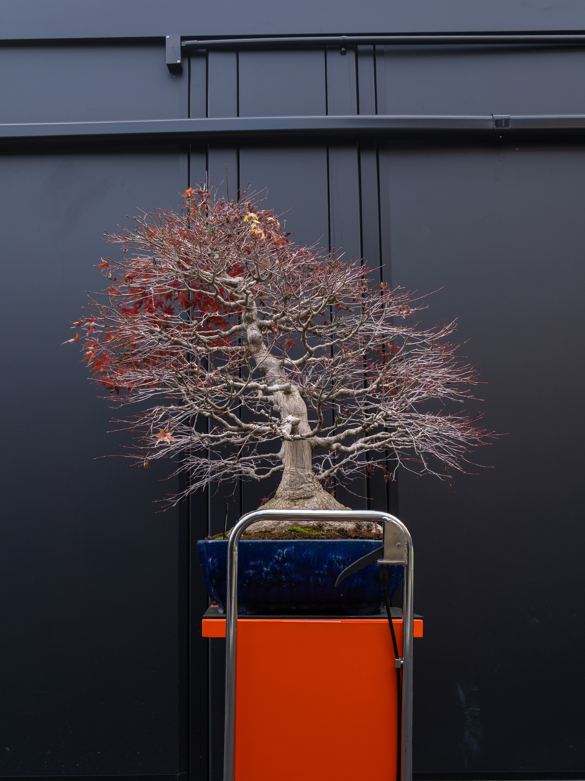 紅葉(特大) - 画像 (4)