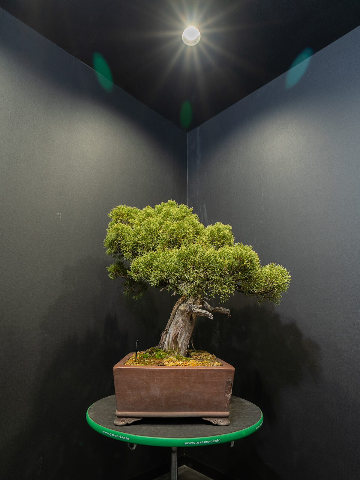 真柏(大) - 画像 (2)