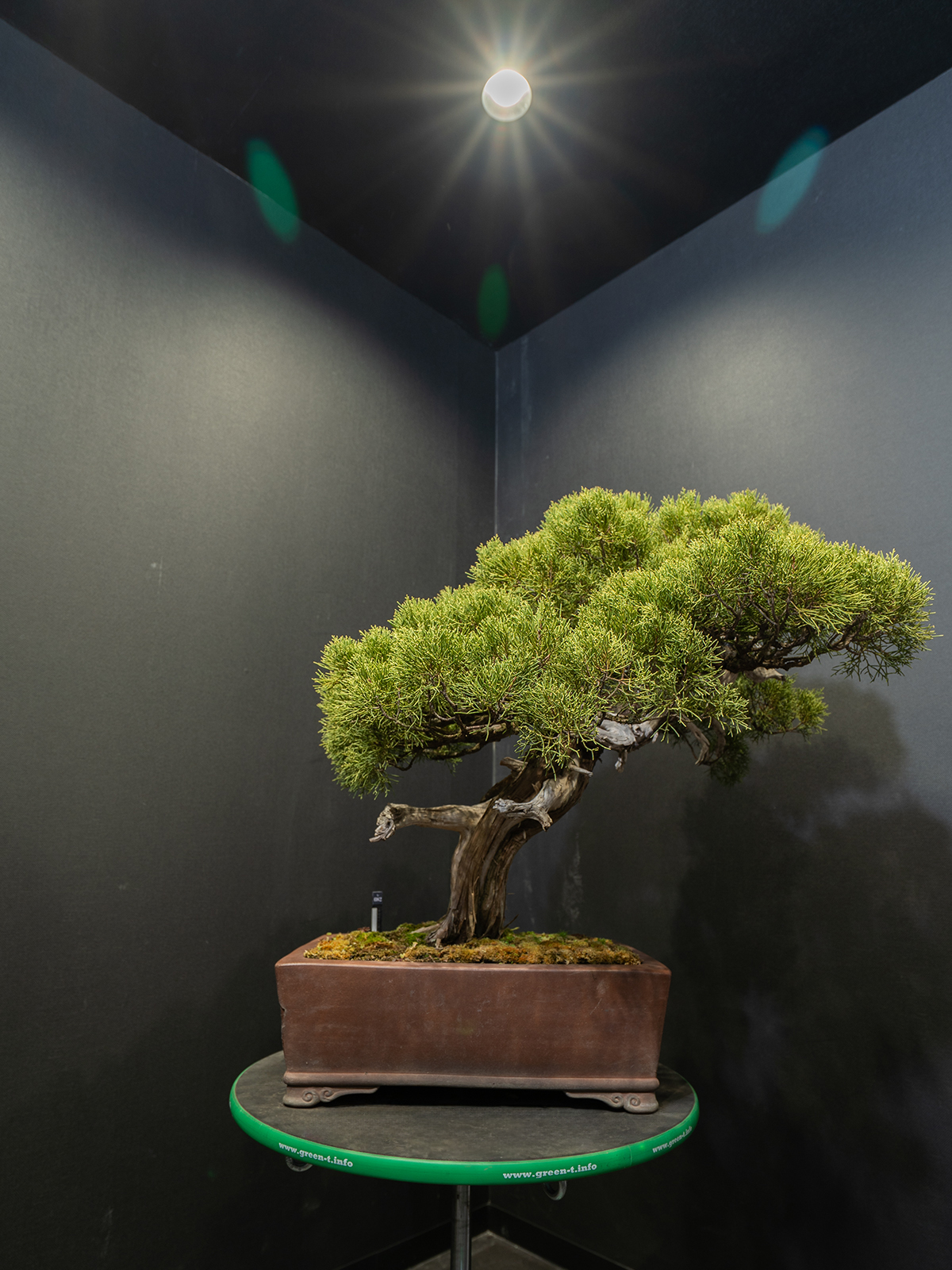 真柏(大) - 画像 (3)