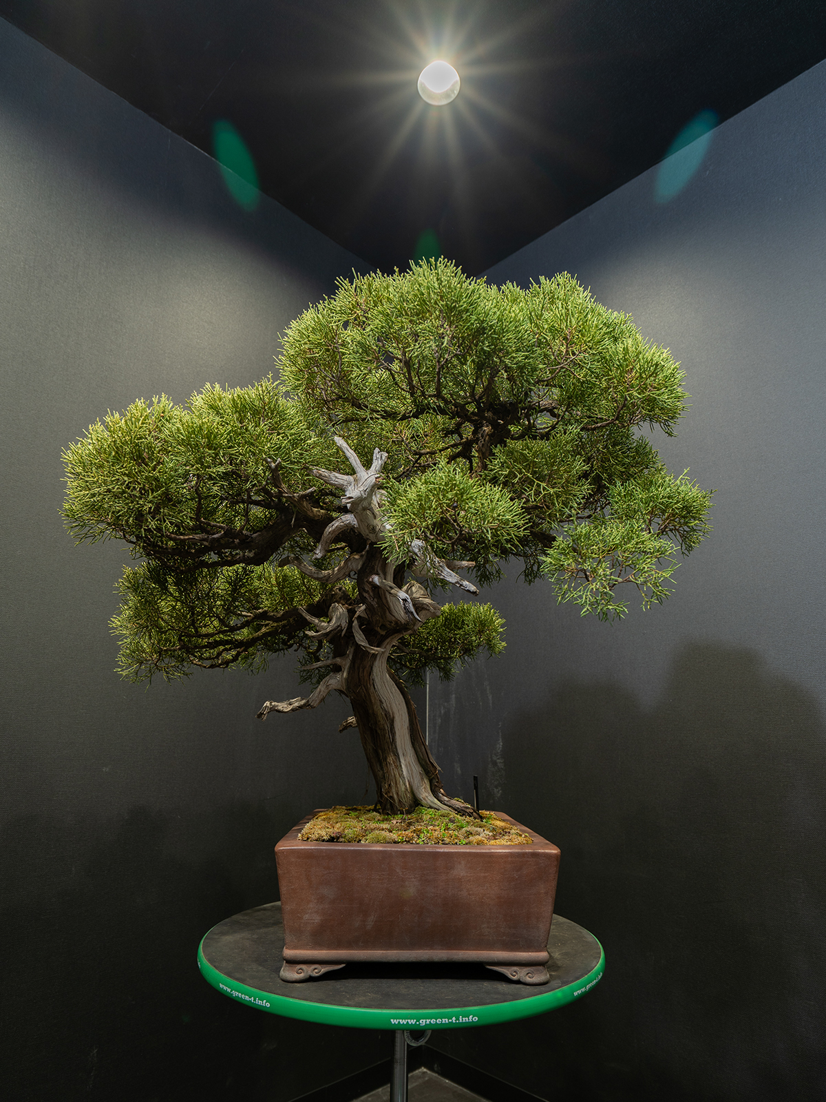 真柏(大) - 画像 (4)