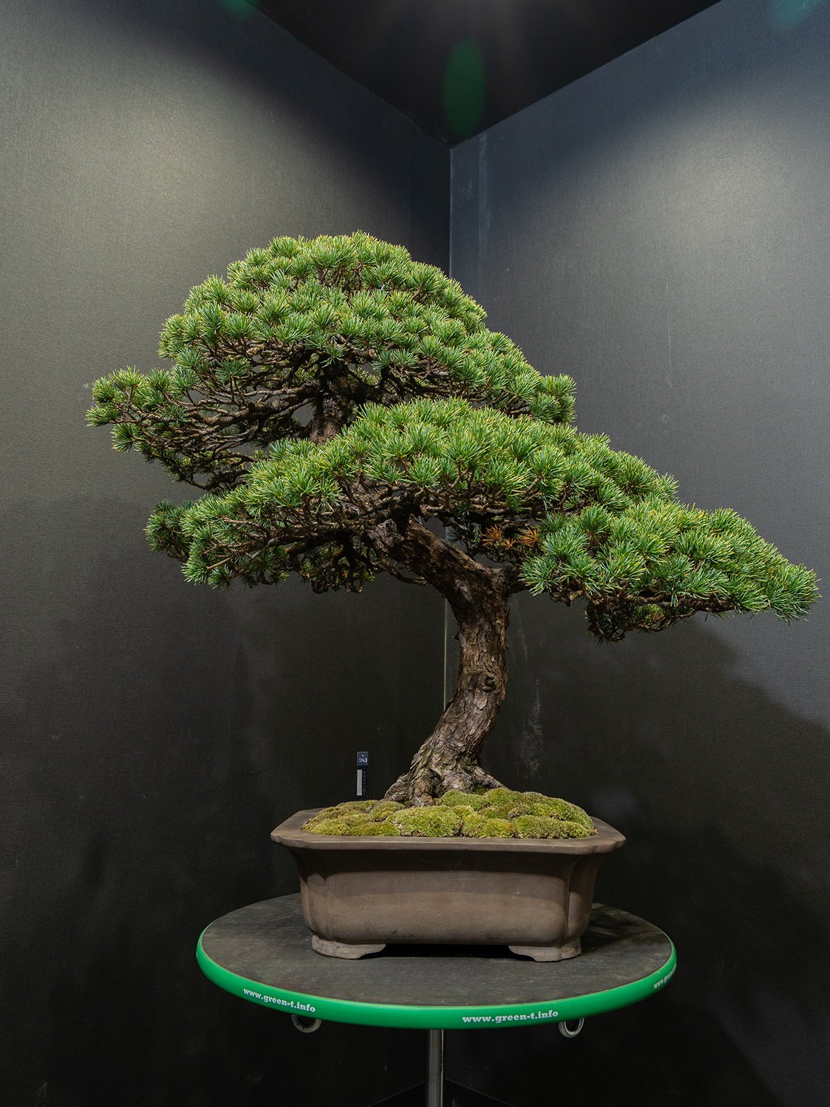 五葉松(大) - 画像 (3)