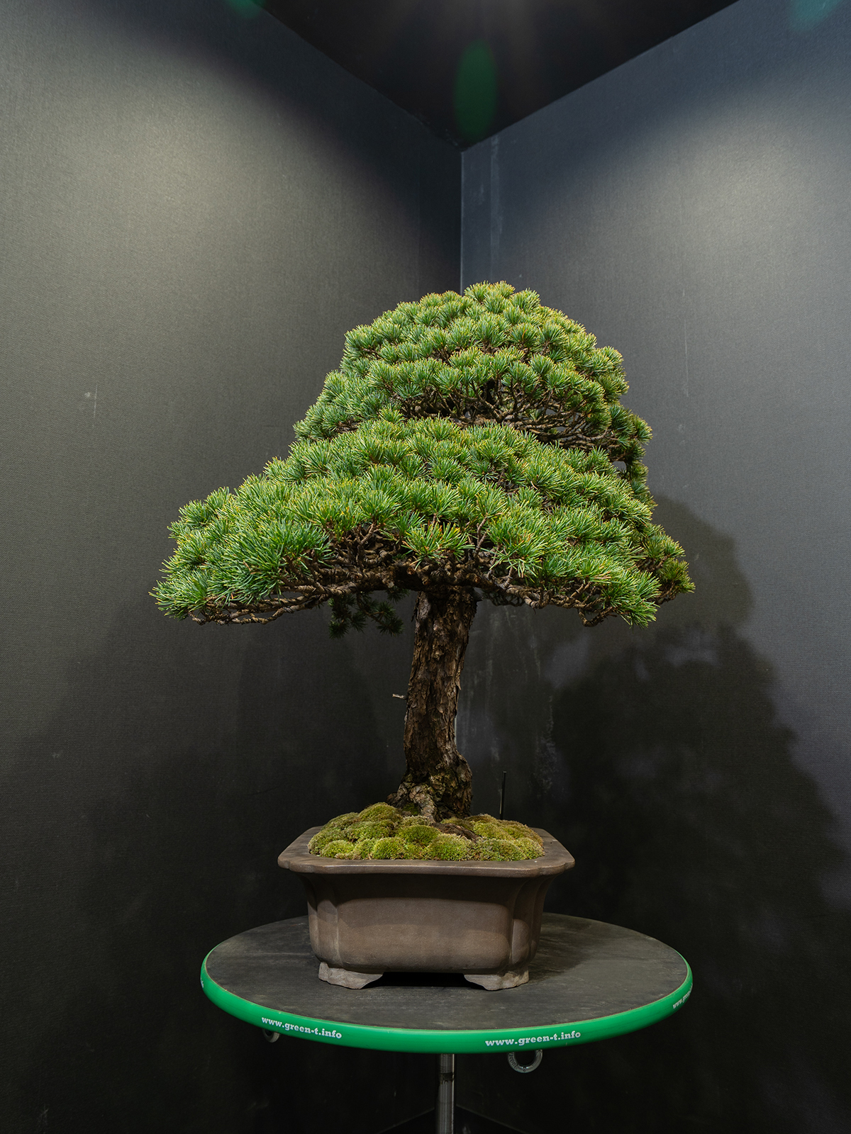 五葉松(大) - 画像 (4)