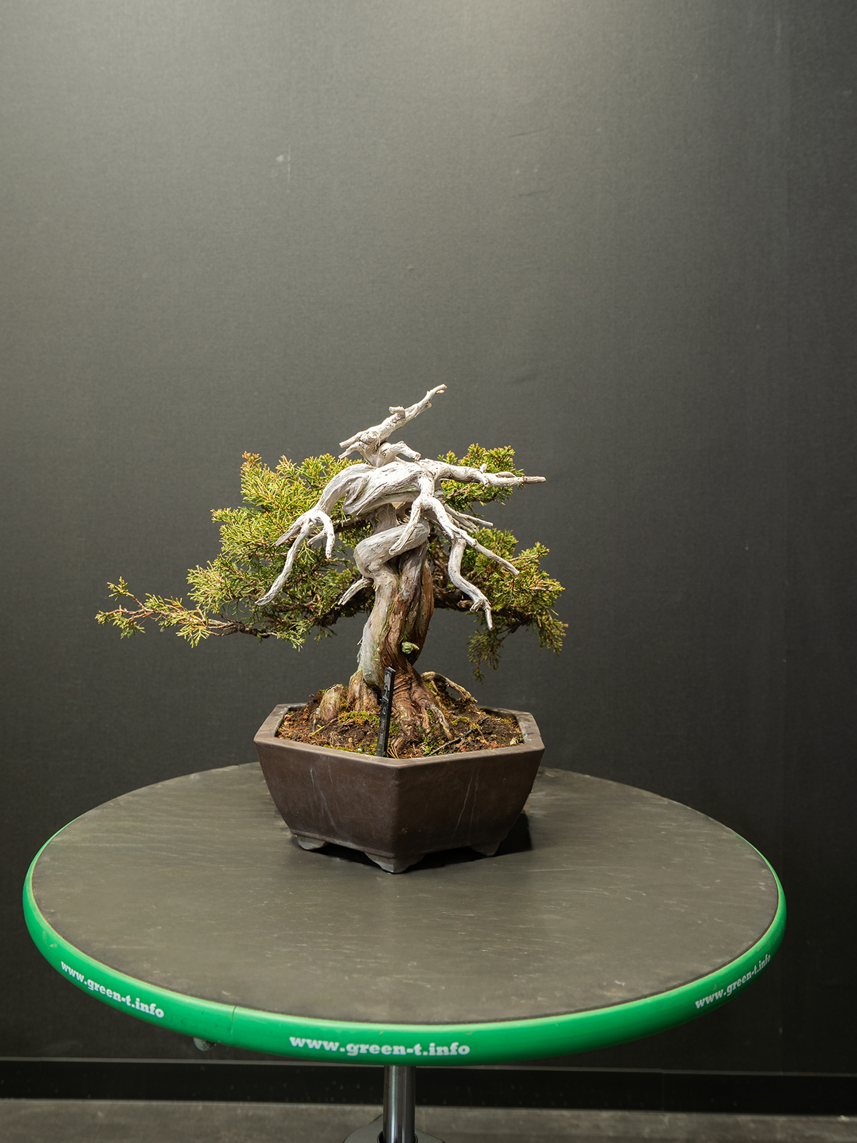 真柏(小) - 画像 (2)