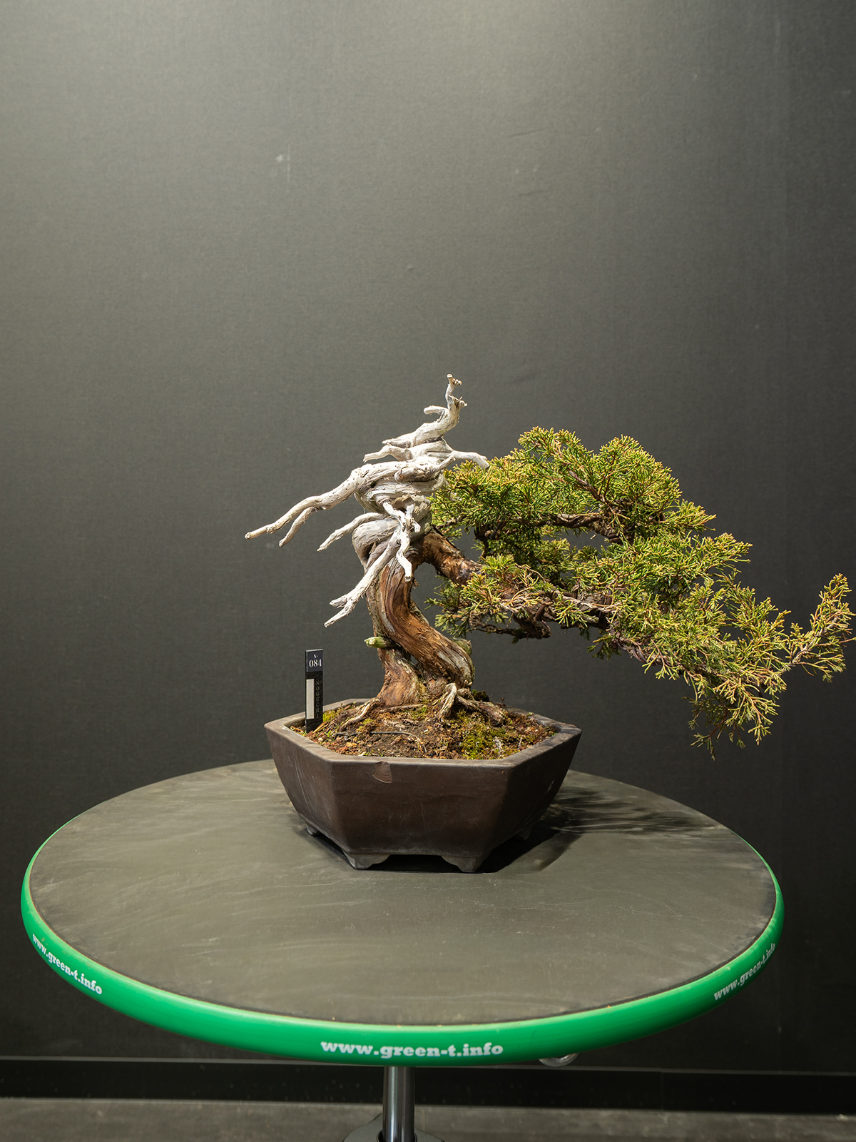 真柏(小) - 画像 (3)