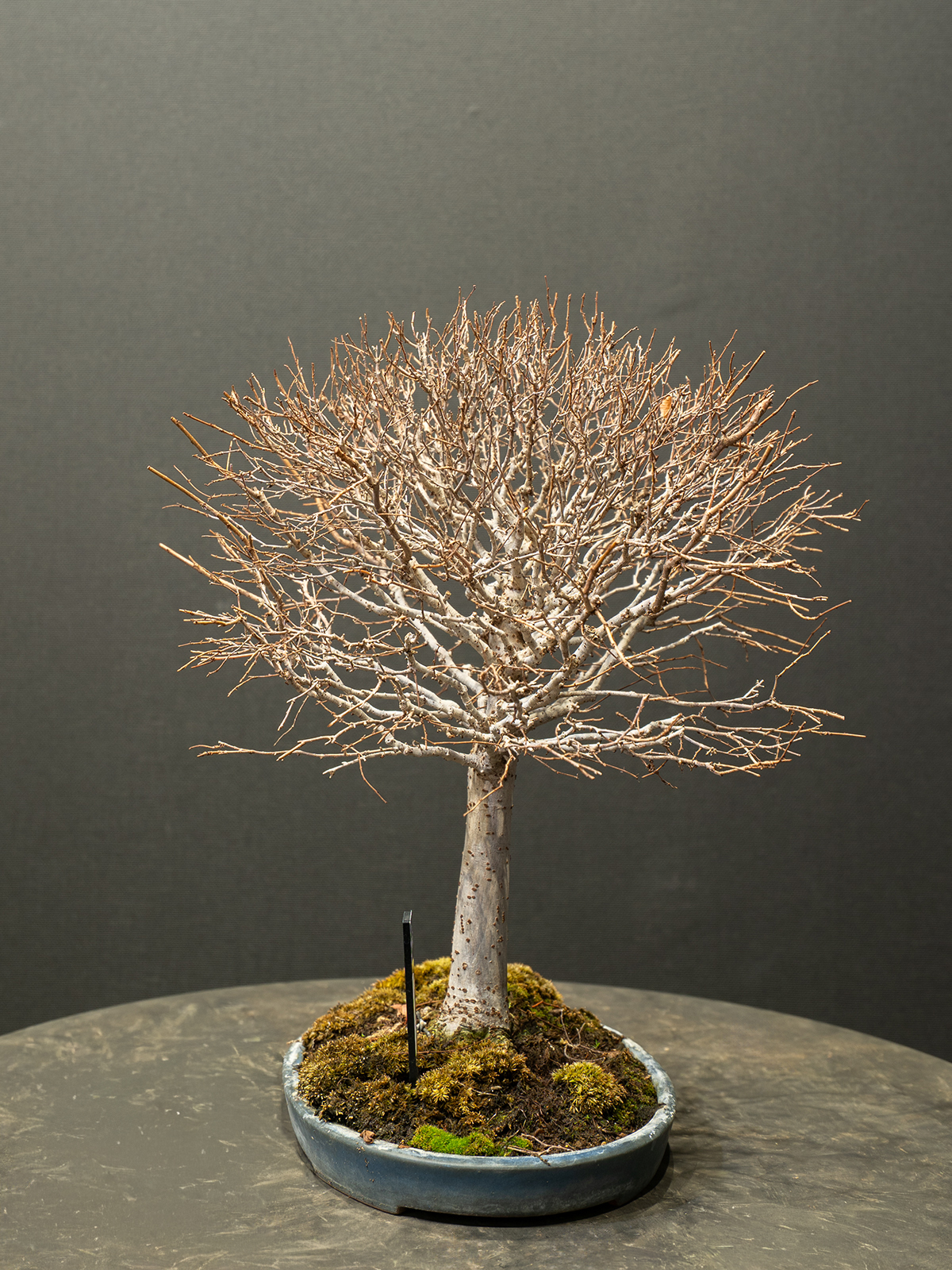 欅(小) - 画像 (2)