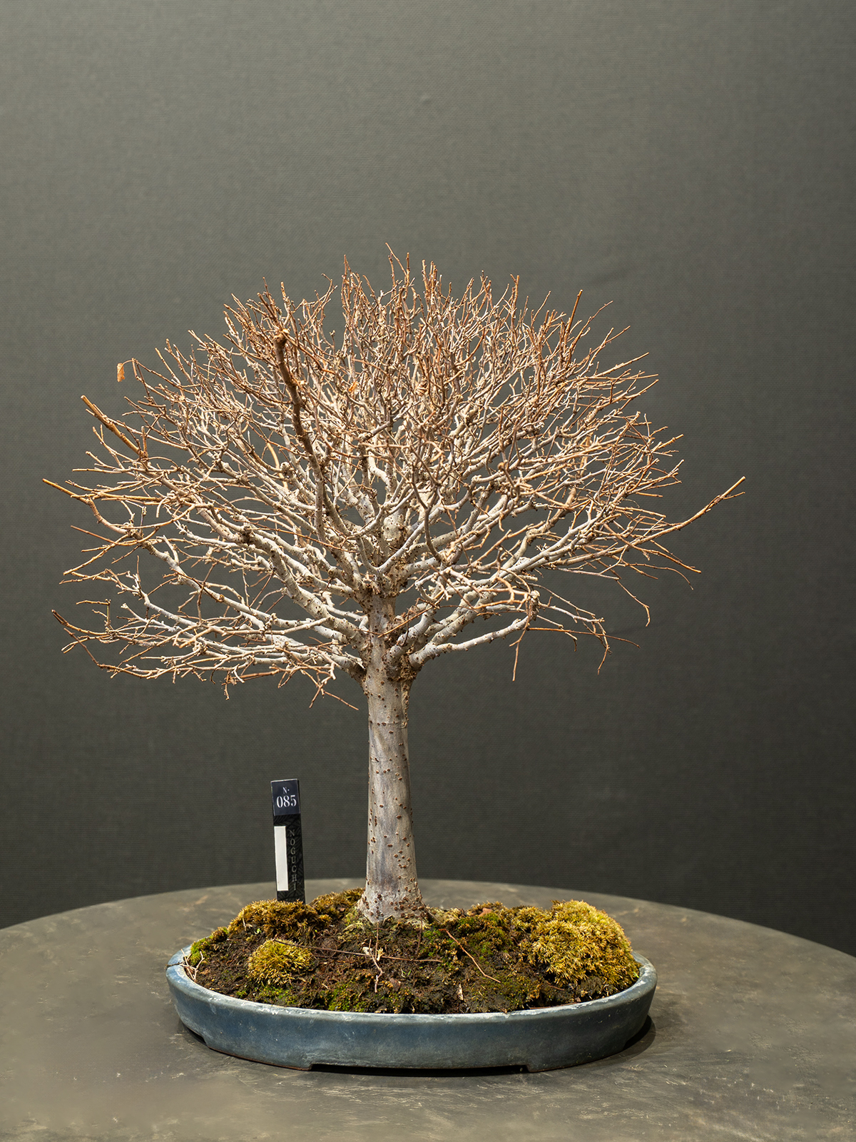 欅(小) - 画像 (3)