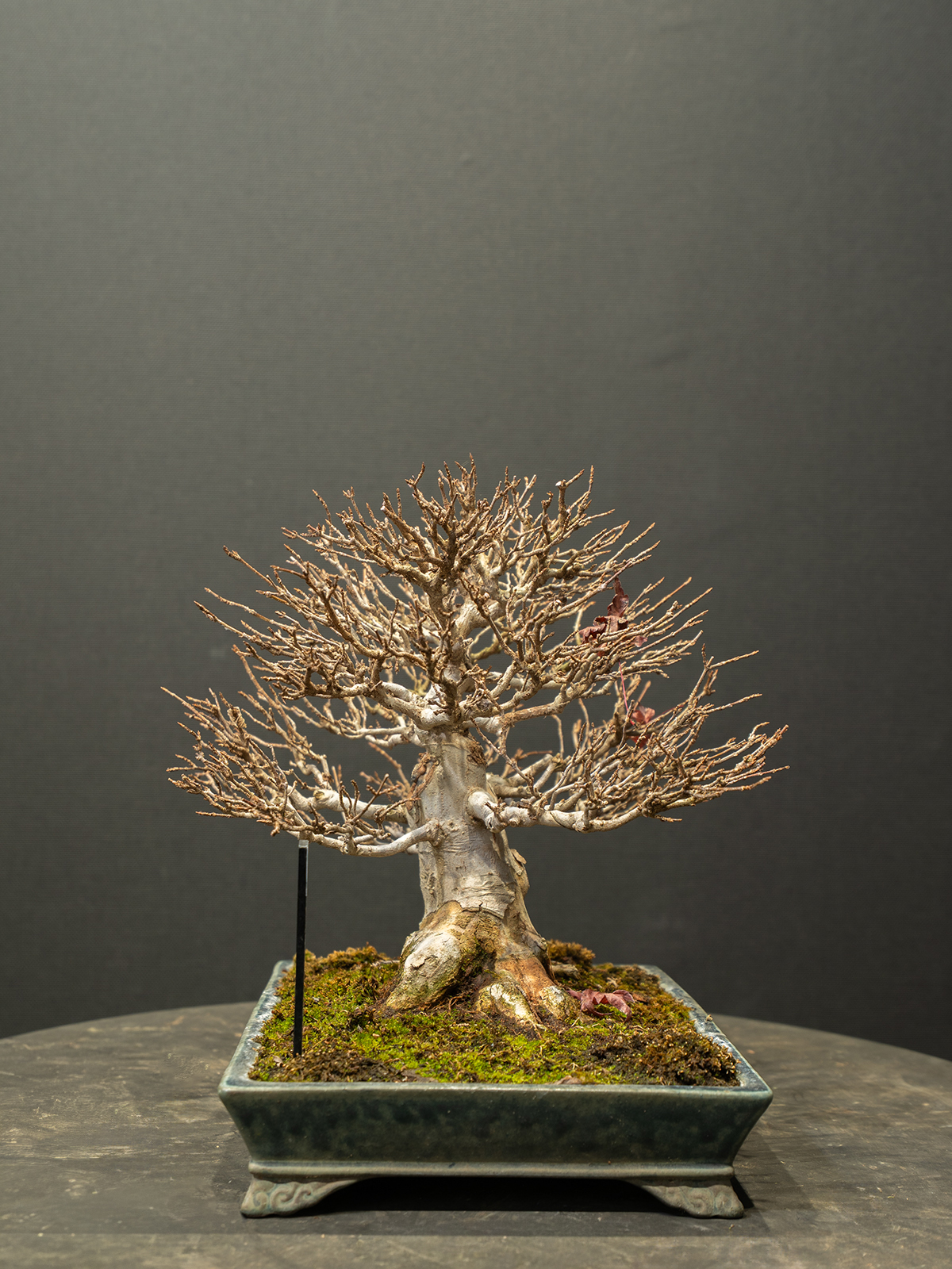 楓(中) - 画像 (2)