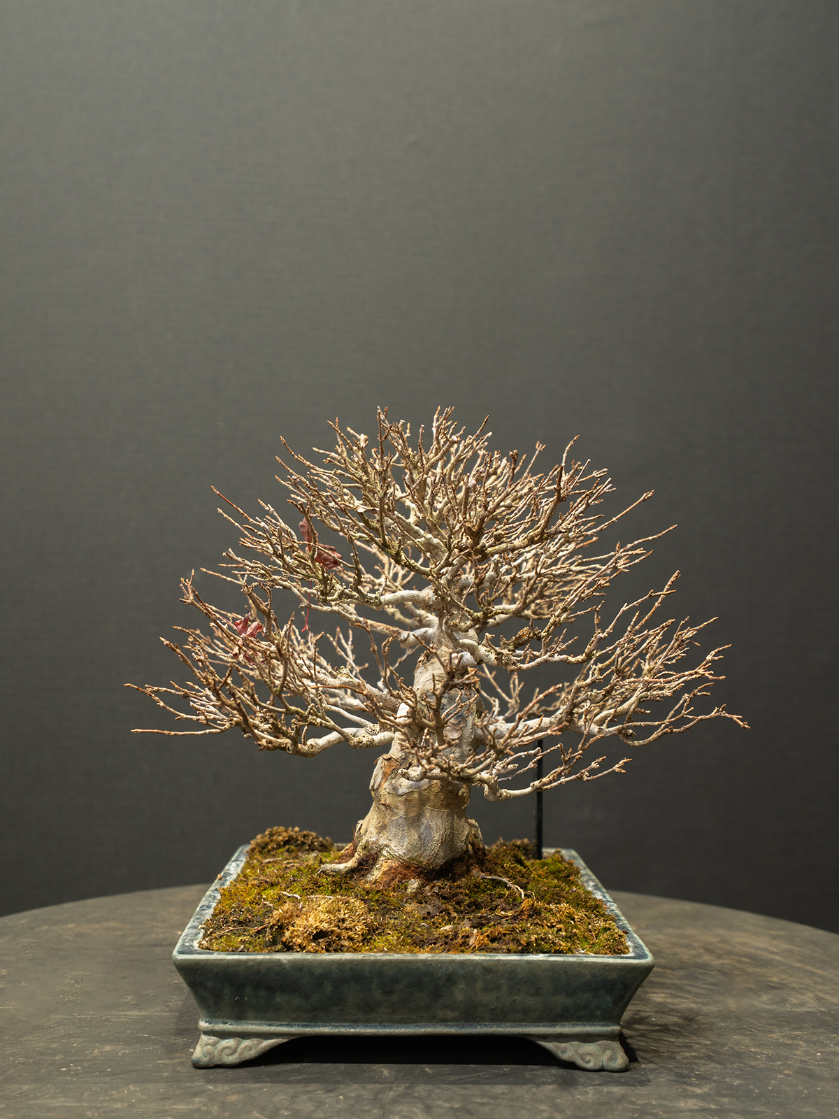 楓(中) - 画像 (4)