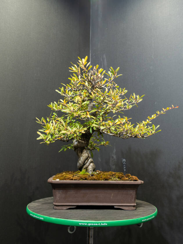 ピラカンサス(中)