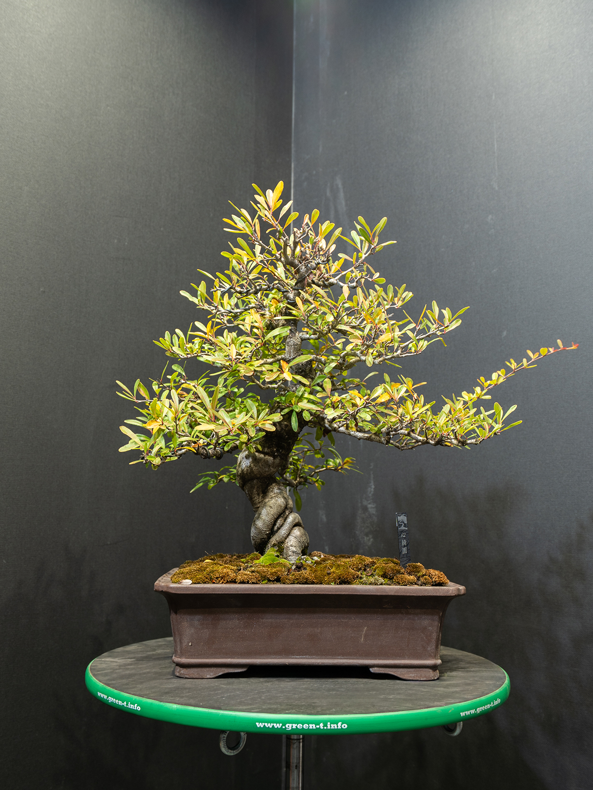 ピラカンサス(中)