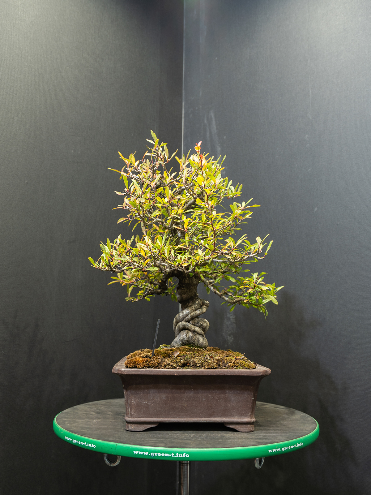 ピラカンサス(中) - 画像 (2)