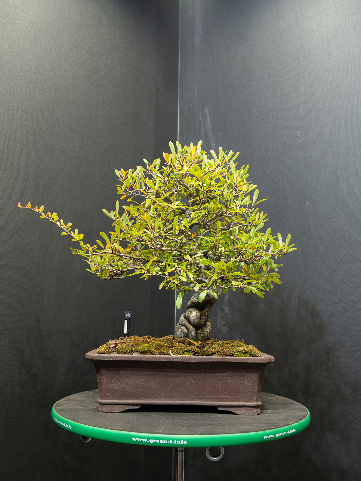 ピラカンサス(中) - 画像 (3)