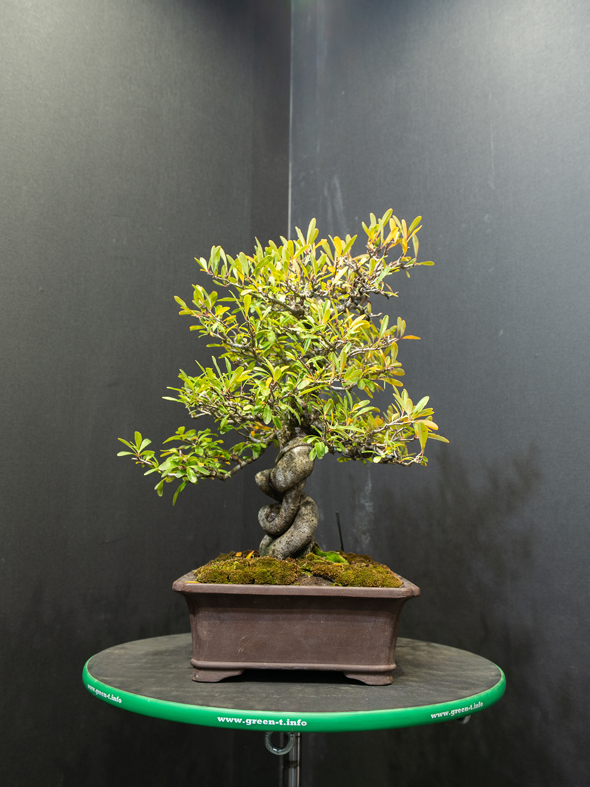 ピラカンサス(中) - 画像 (4)