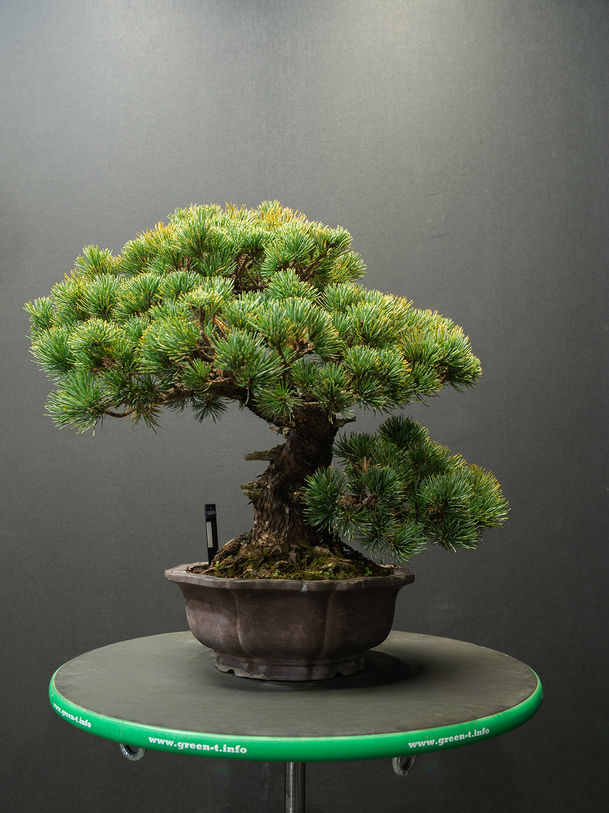 五葉松(中) - 画像 (3)