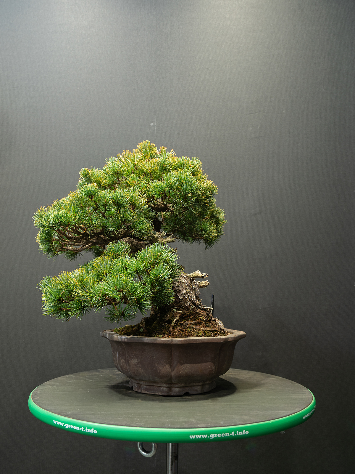 五葉松(中) - 画像 (4)