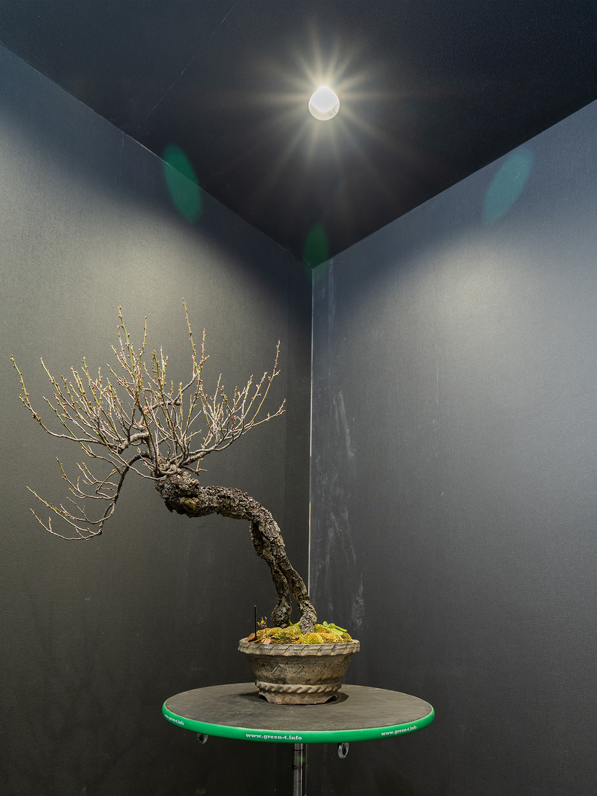 梅(中) - 画像 (2)