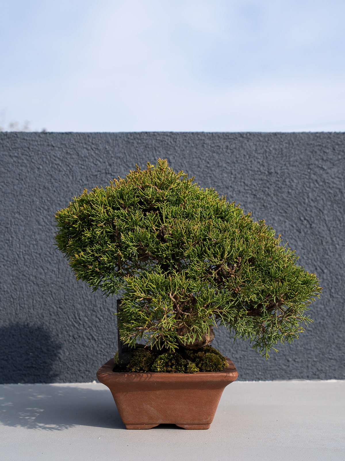 小品盆栽(小) - 画像 (2)