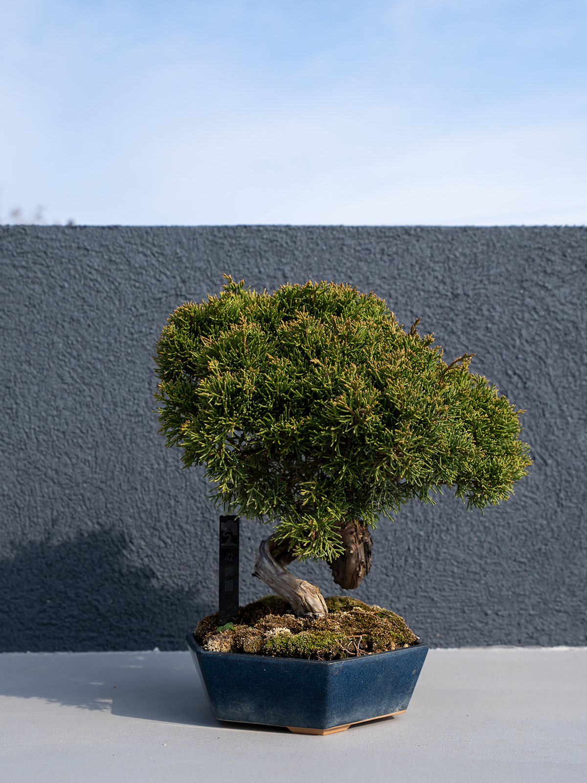 小品盆栽(小) - 画像 (6)