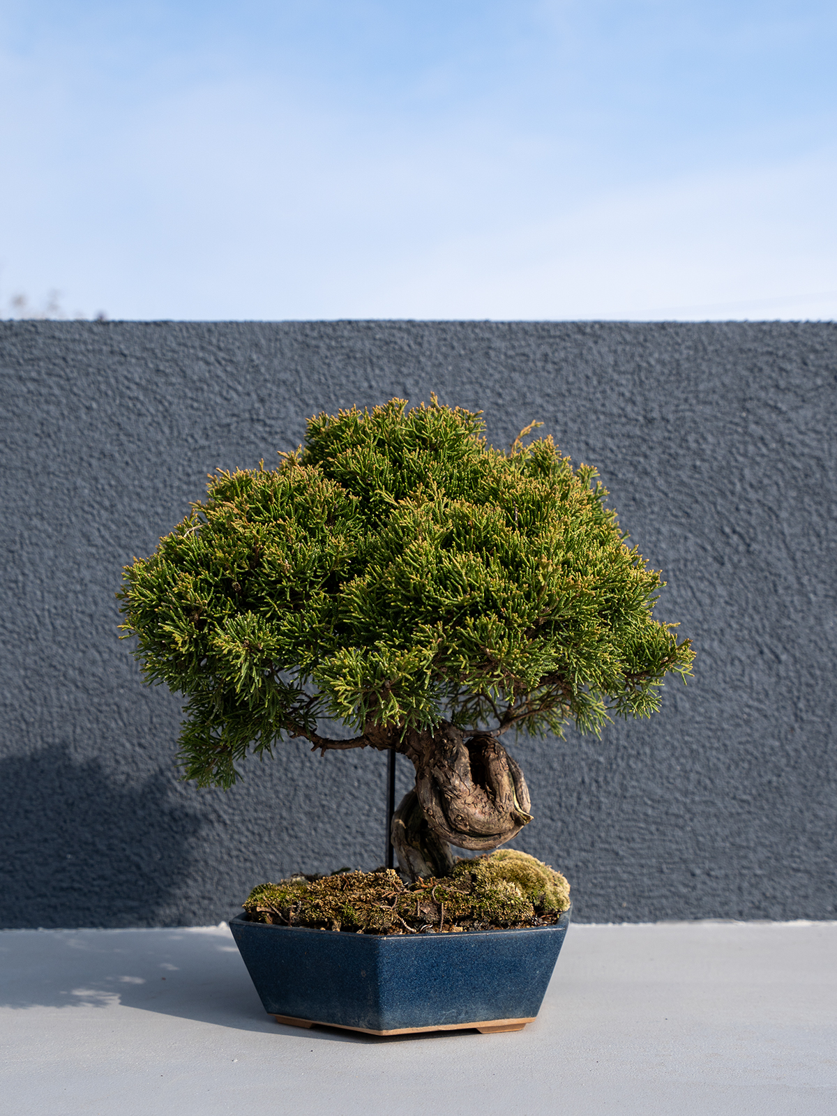 小品盆栽(小) - 画像 (7)