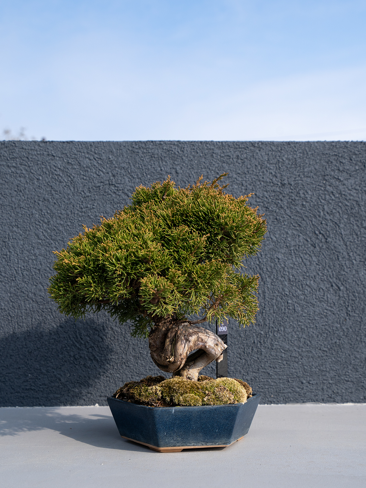 小品盆栽(小) - 画像 (8)