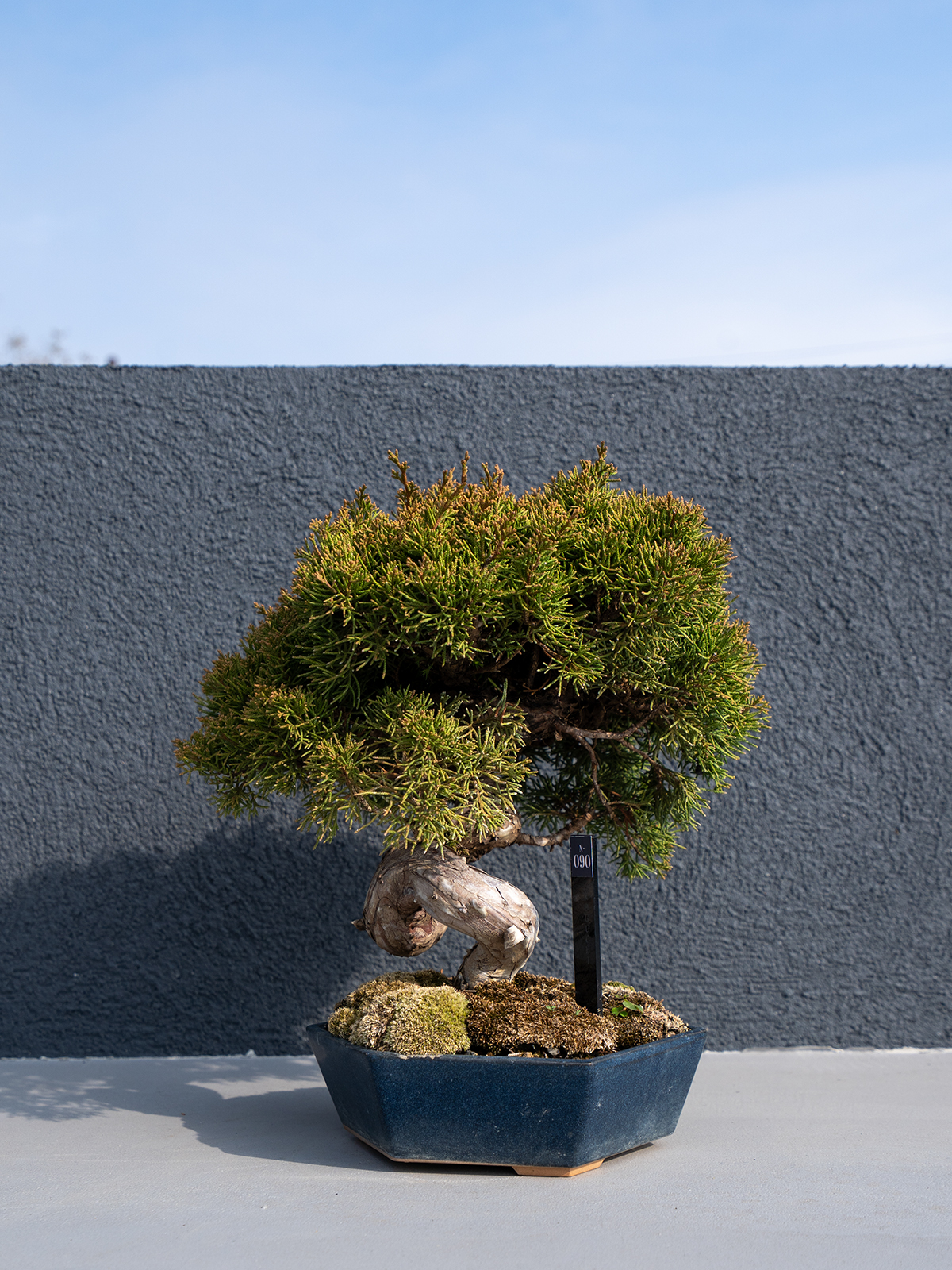 小品盆栽(小) - 画像 (9)