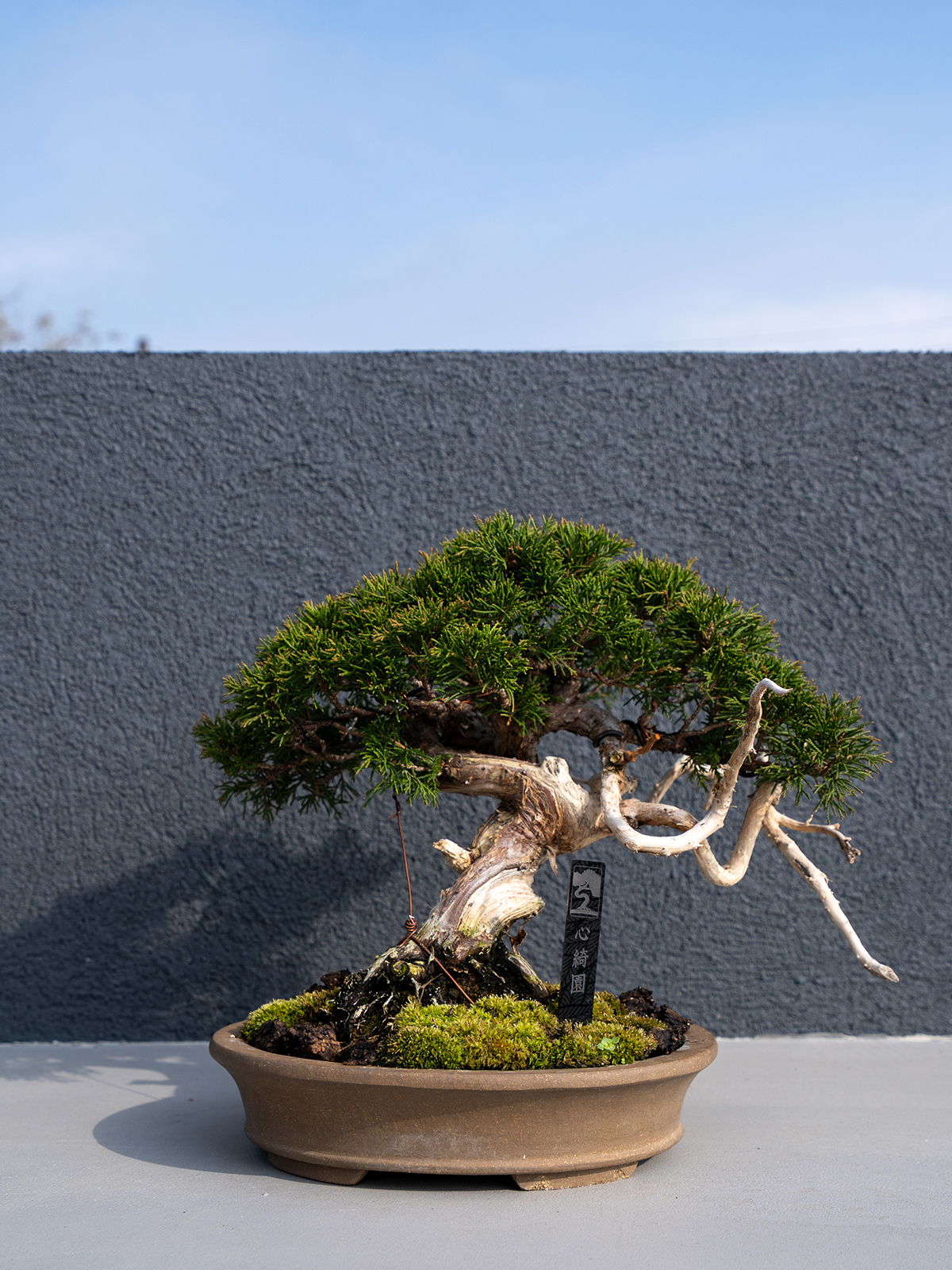 小品盆栽(小) - 画像 (10)