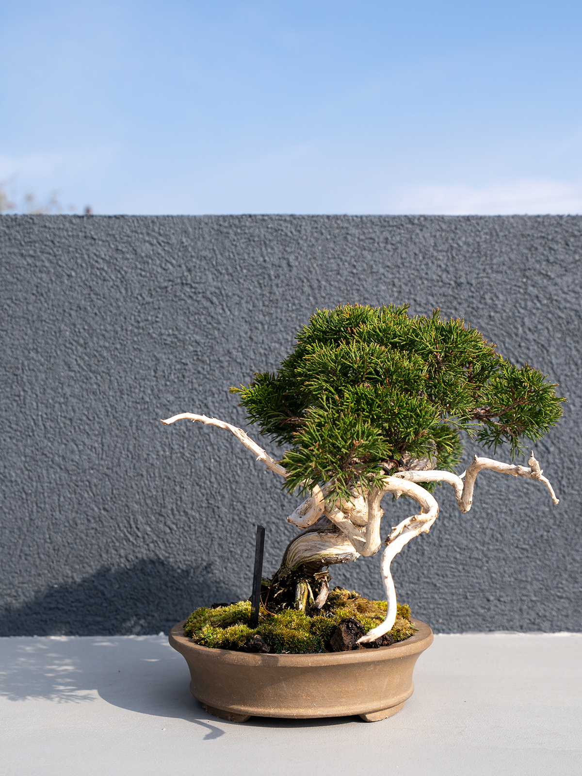 小品盆栽(小) - 画像 (11)