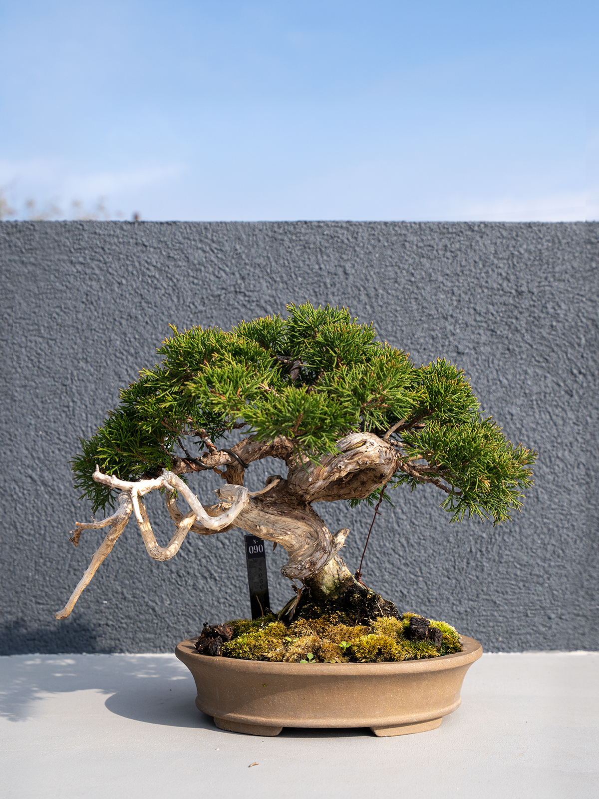 小品盆栽(小) - 画像 (12)