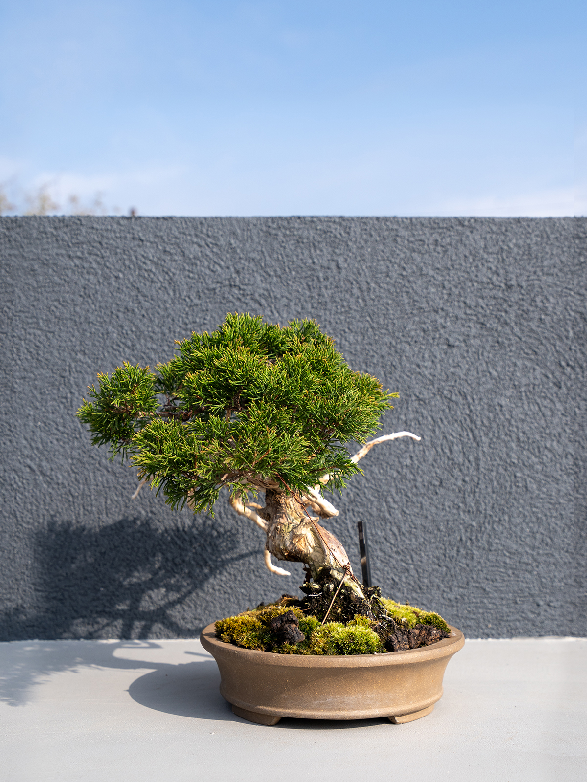 小品盆栽(小) - 画像 (13)