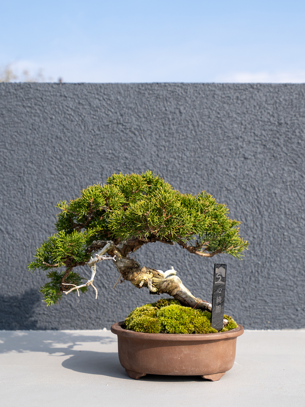 小品盆栽(小) - 画像 (14)