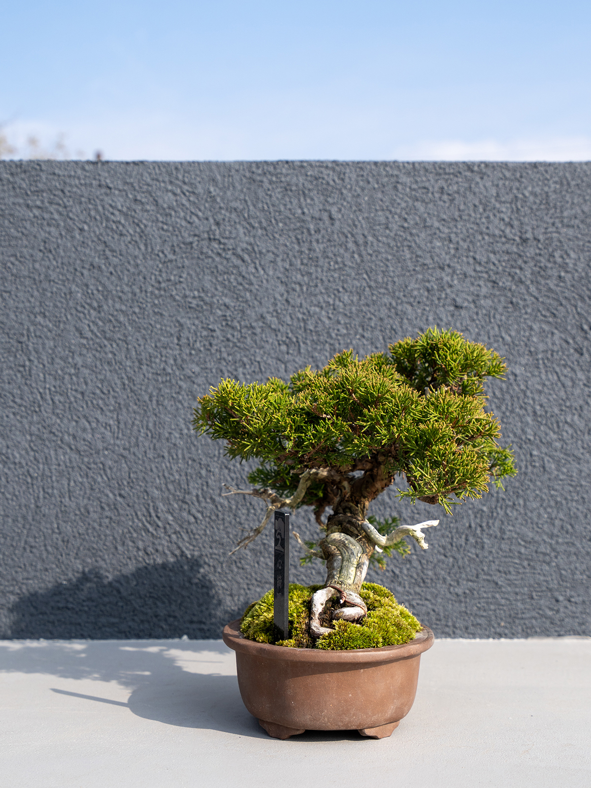 小品盆栽(小) - 画像 (15)