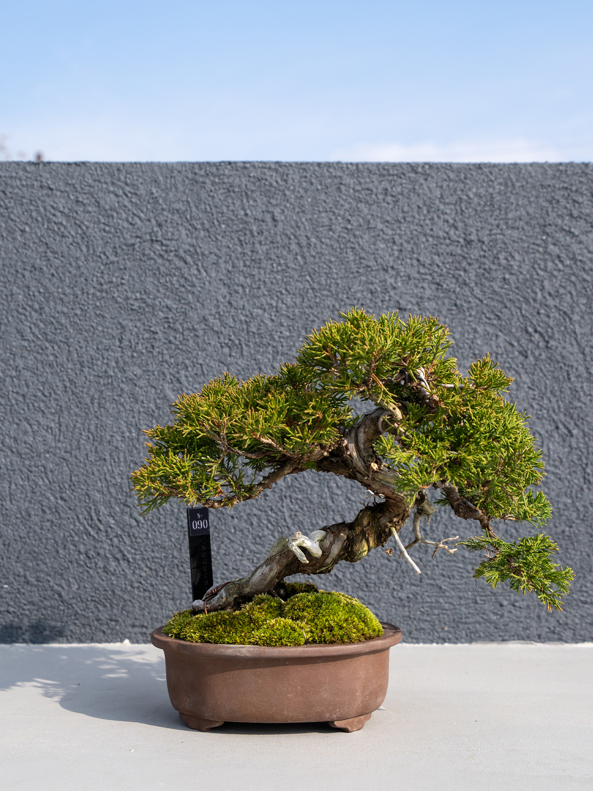 小品盆栽(小) - 画像 (16)