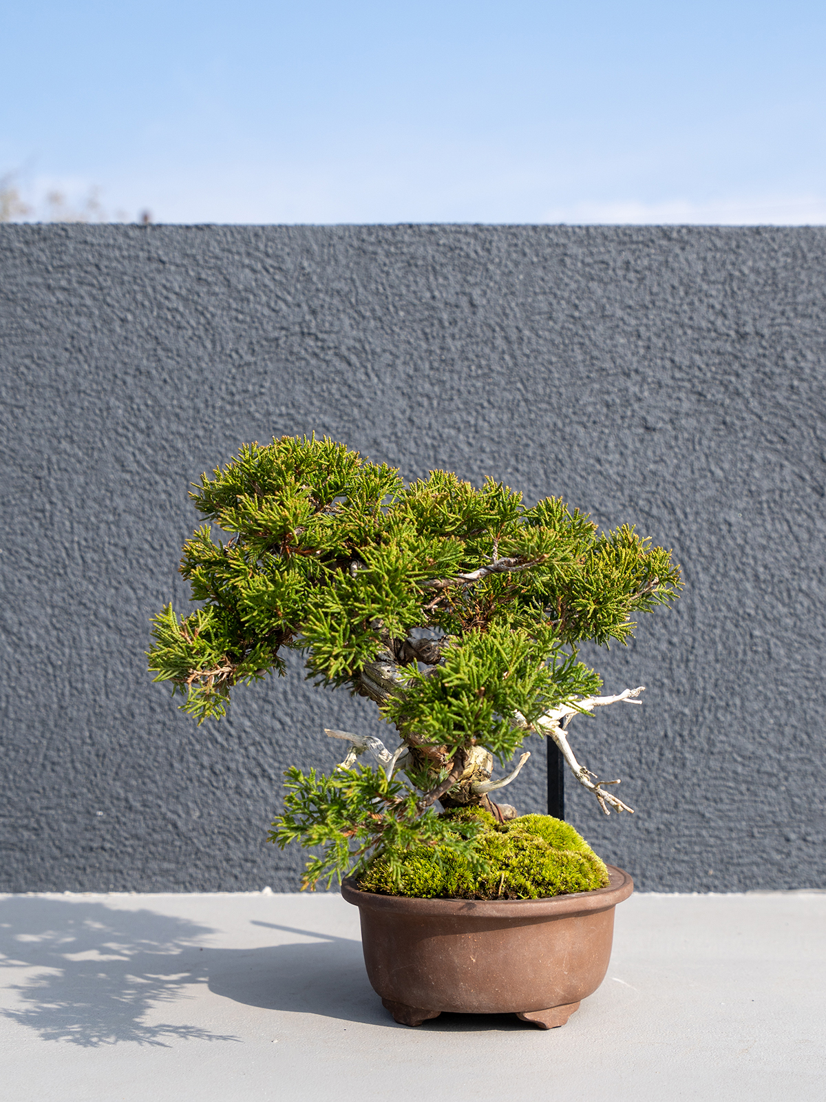 小品盆栽(小) - 画像 (17)