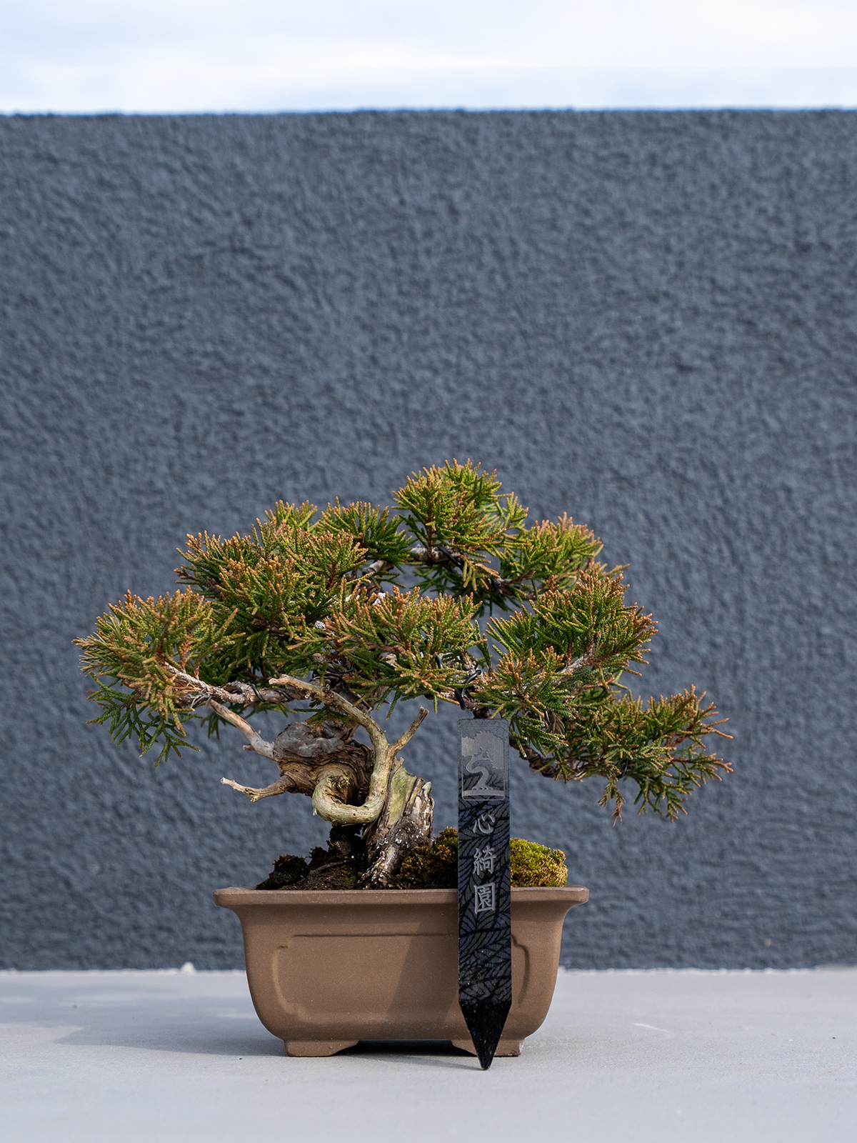 小品盆栽(小) - 画像 (18)