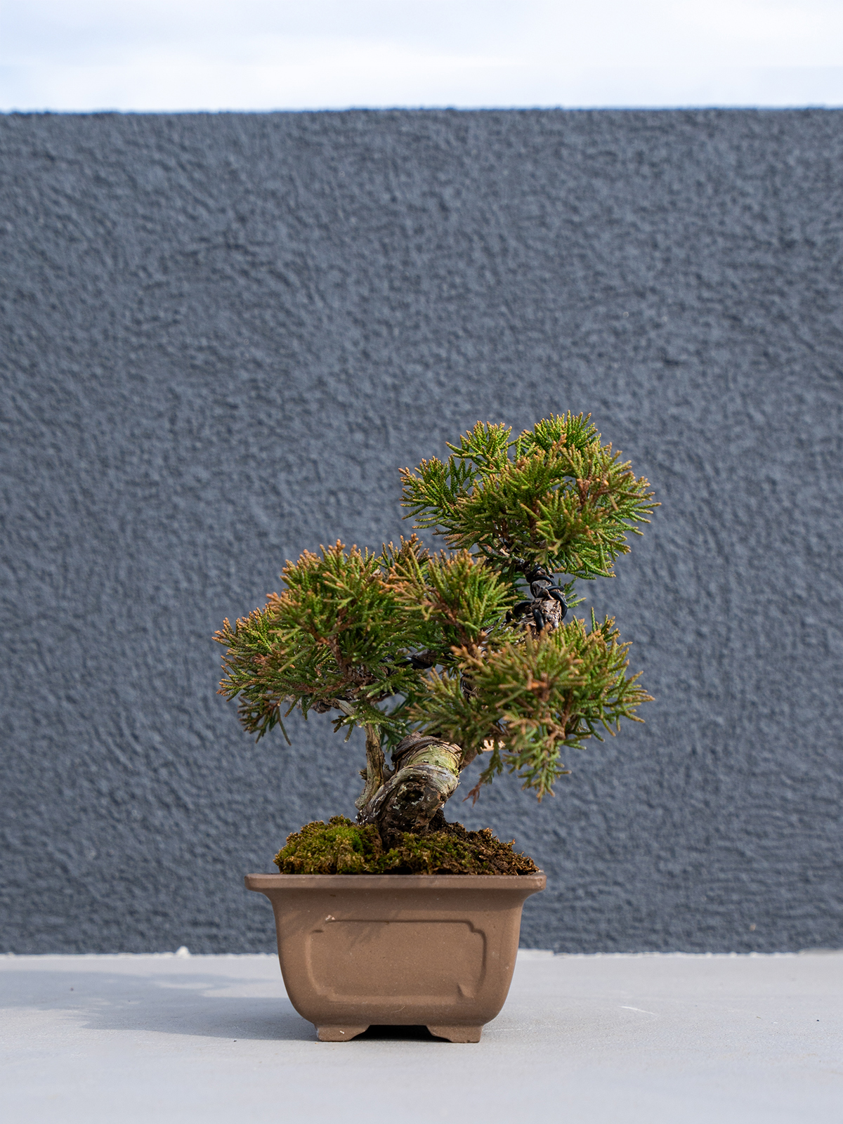 小品盆栽(小) - 画像 (19)