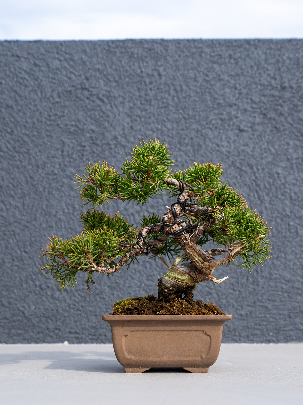 小品盆栽(小) - 画像 (20)