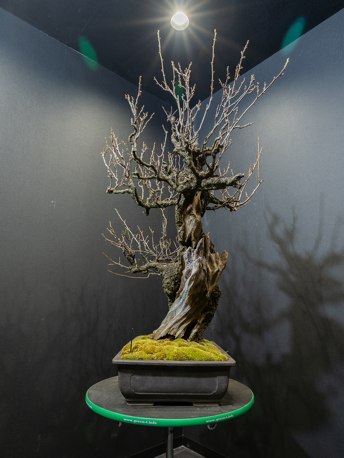 野梅(大) - 画像 (2)