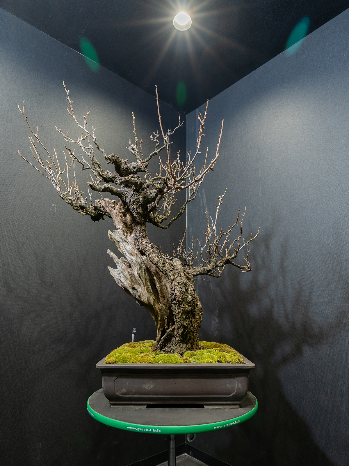 野梅(大) - 画像 (3)