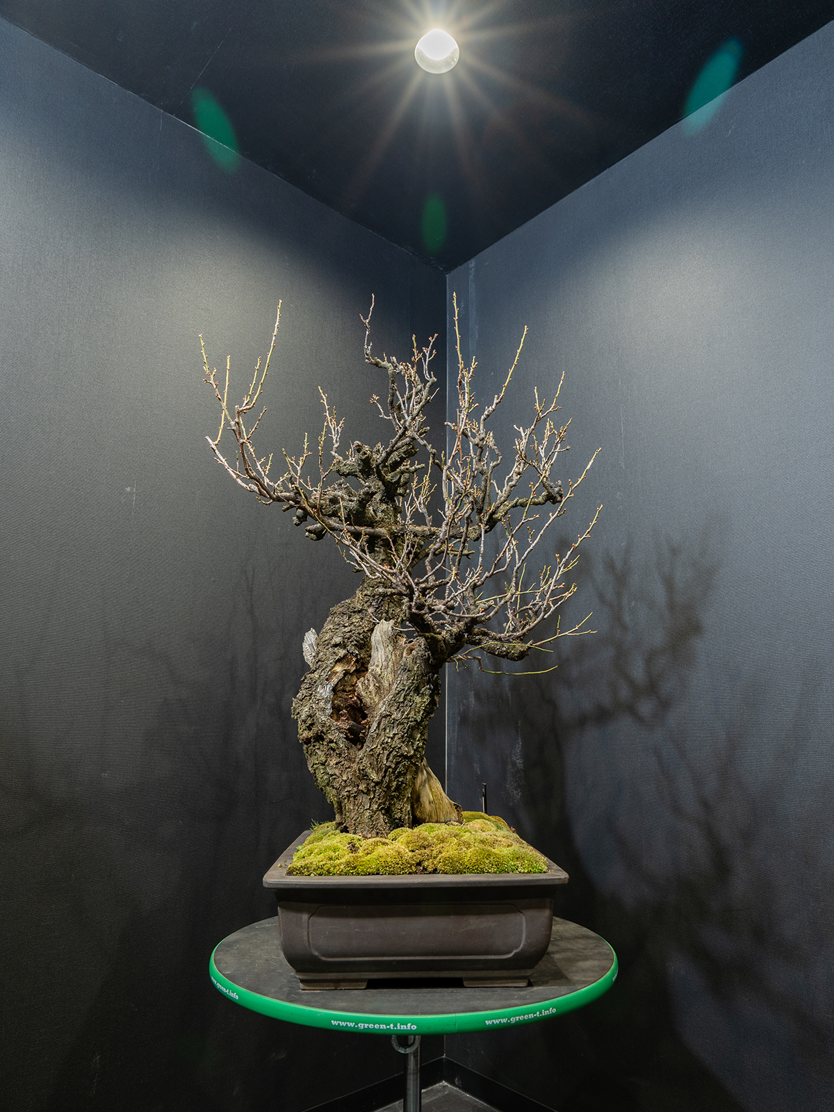 野梅(大) - 画像 (4)