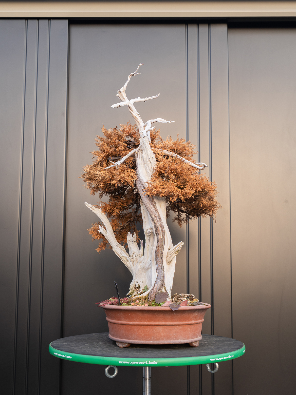 真柏(中) - 画像 (2)