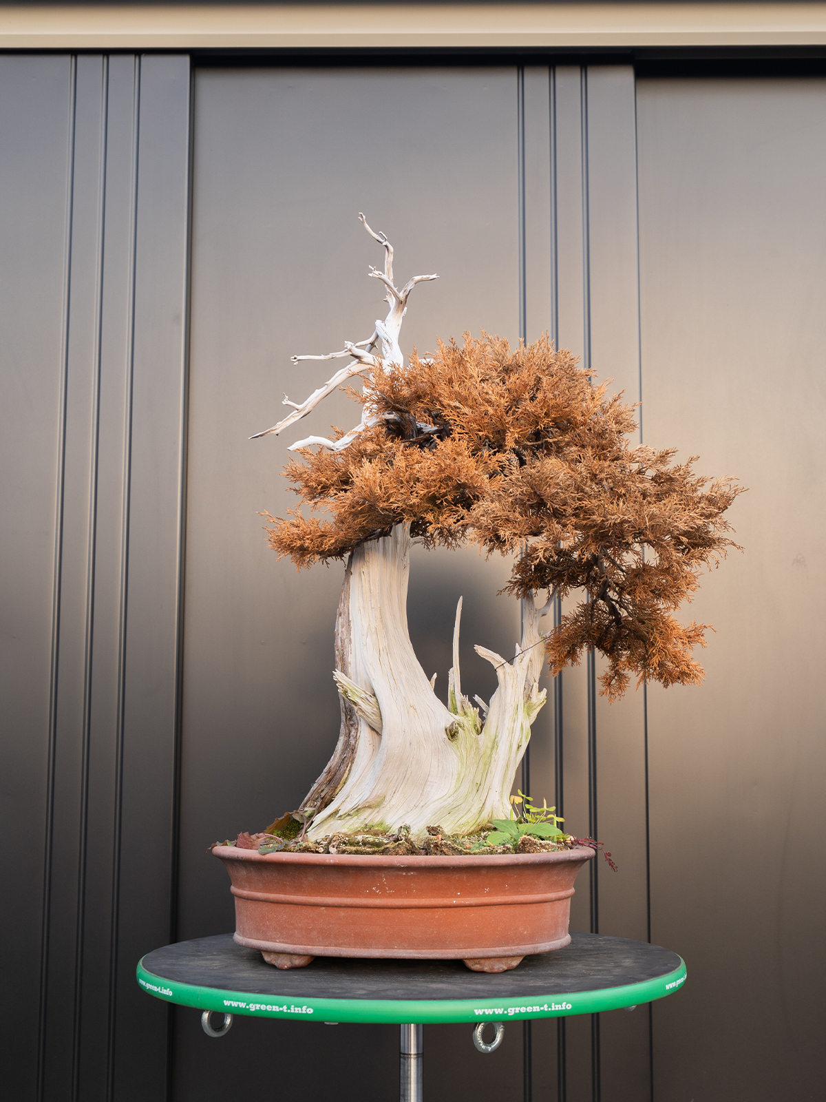 真柏(中) - 画像 (3)