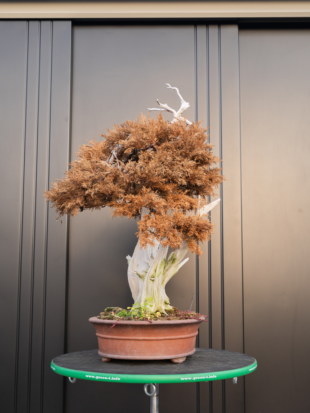 真柏(中) - 画像 (4)