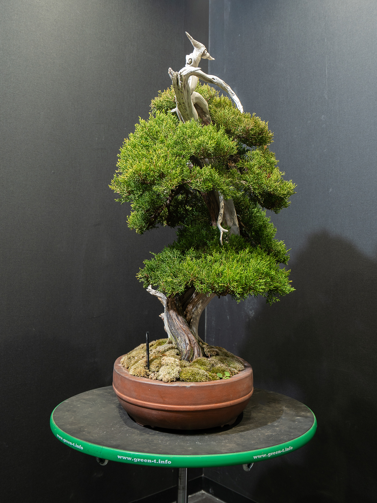 真柏(中) - 画像 (2)