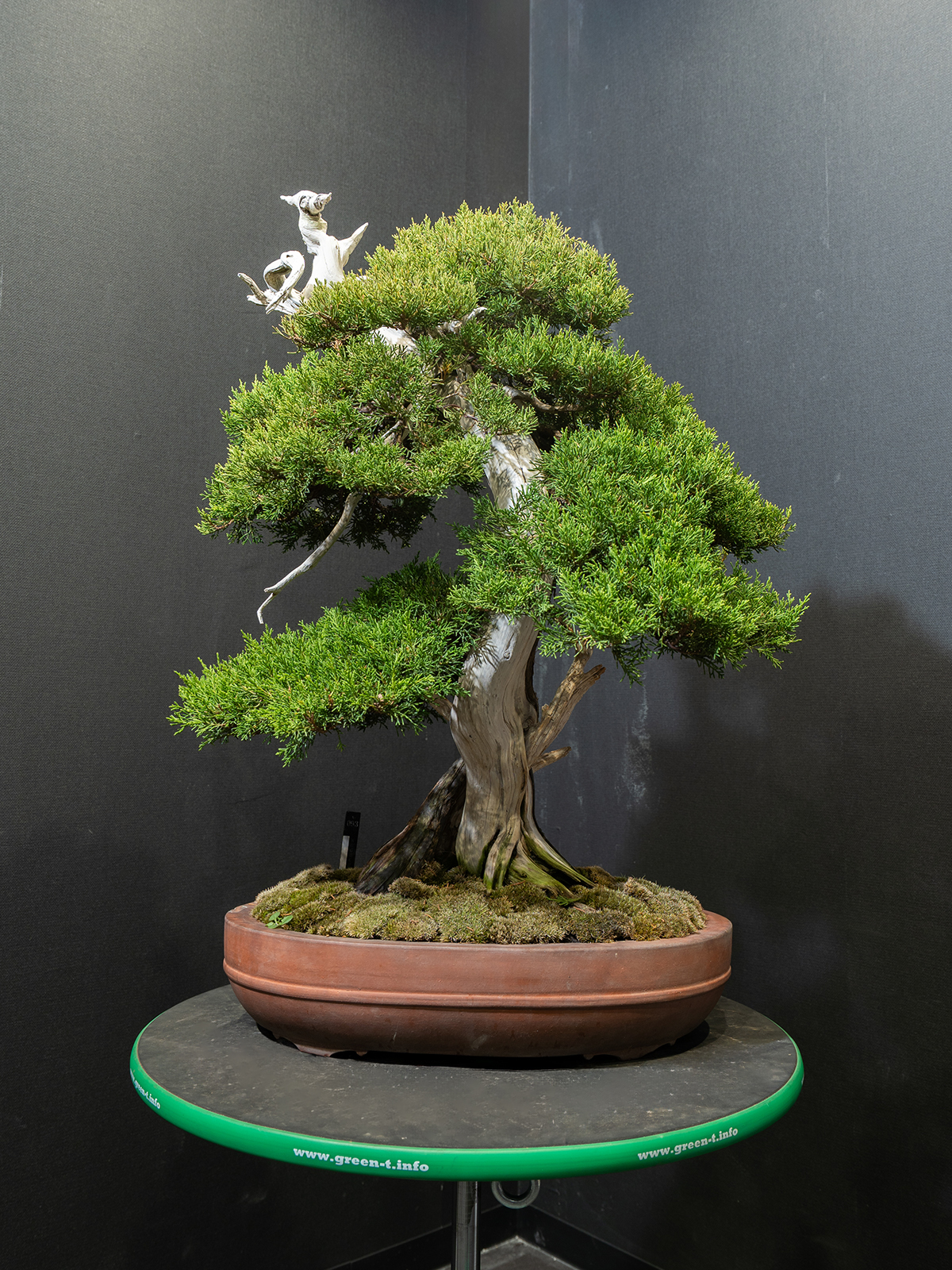 真柏(中) - 画像 (3)