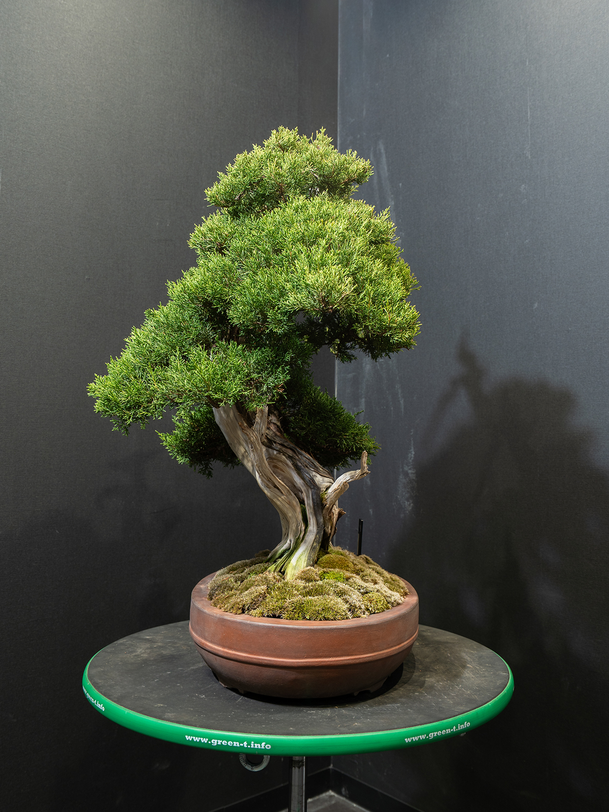 真柏(中) - 画像 (4)