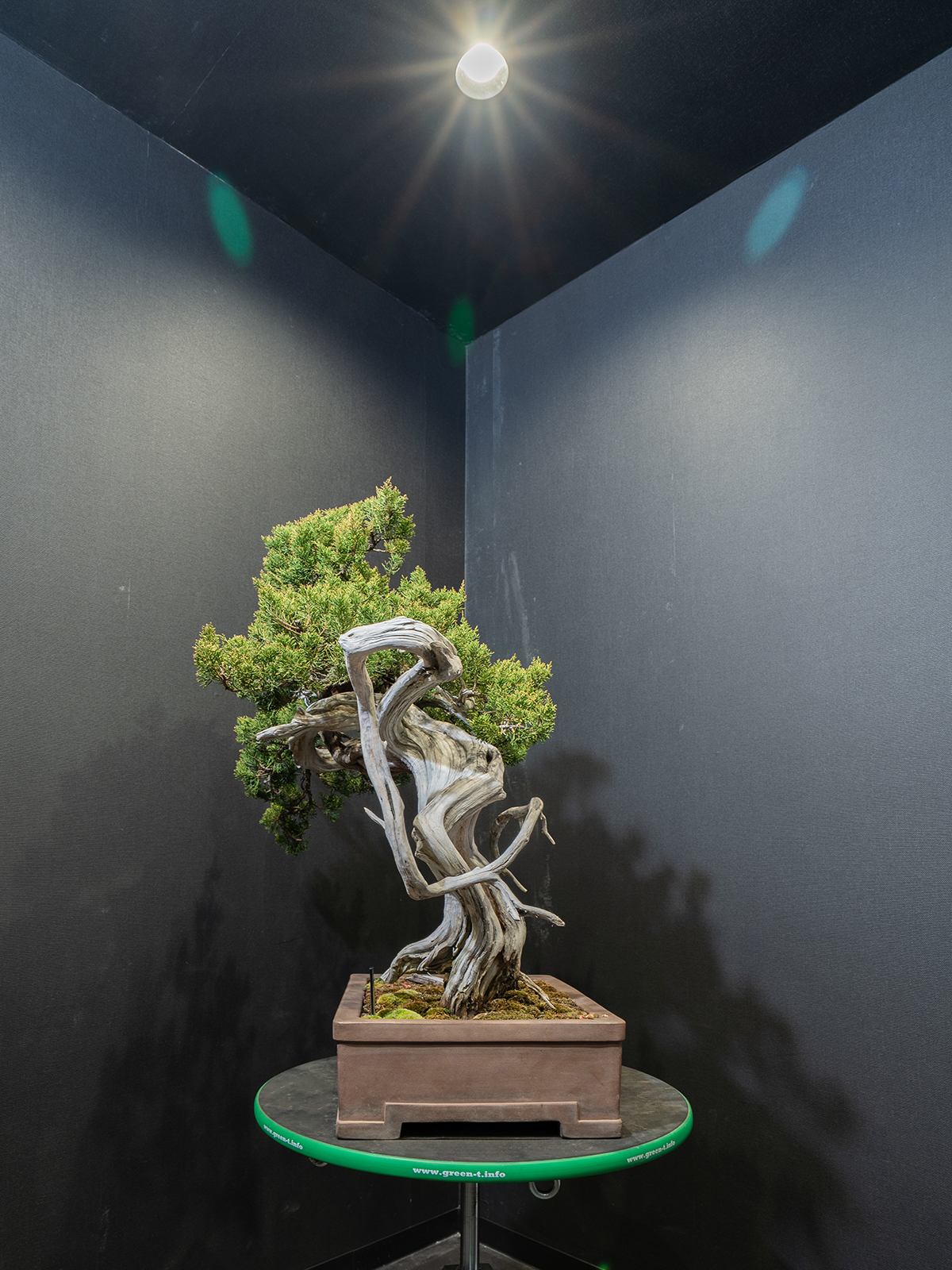 真柏(中) - 画像 (2)