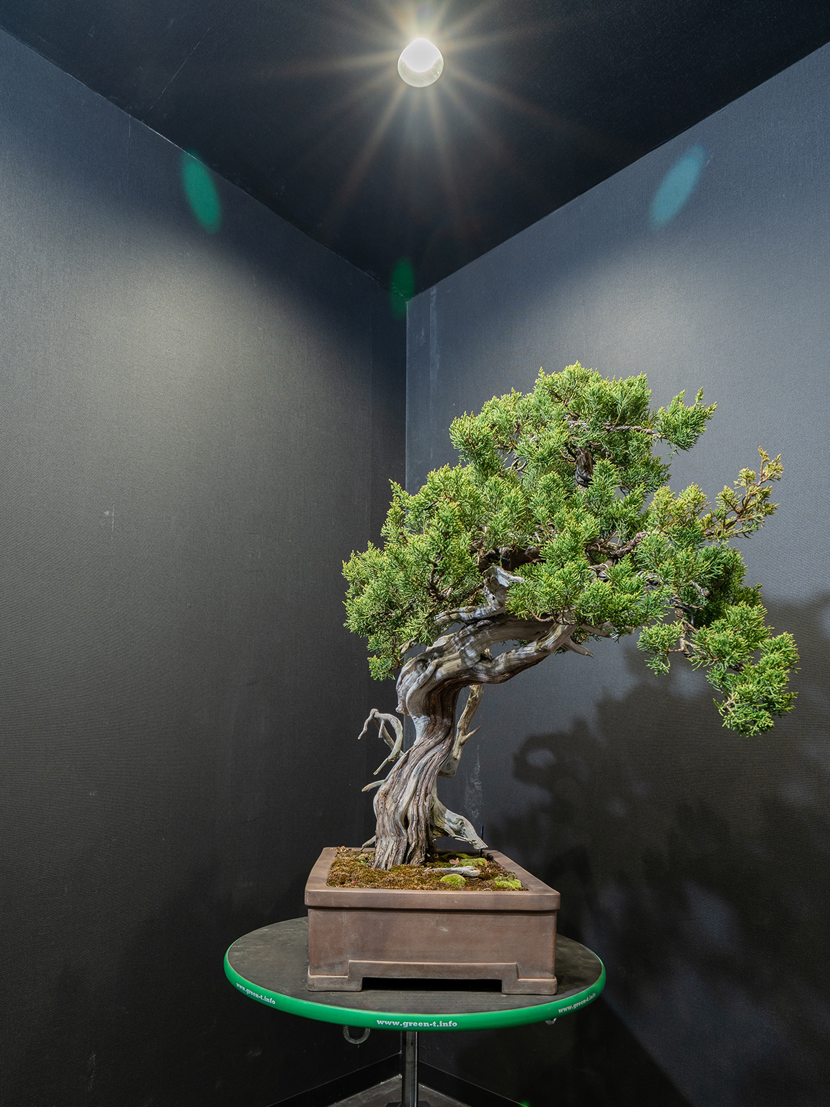 真柏(中) - 画像 (4)