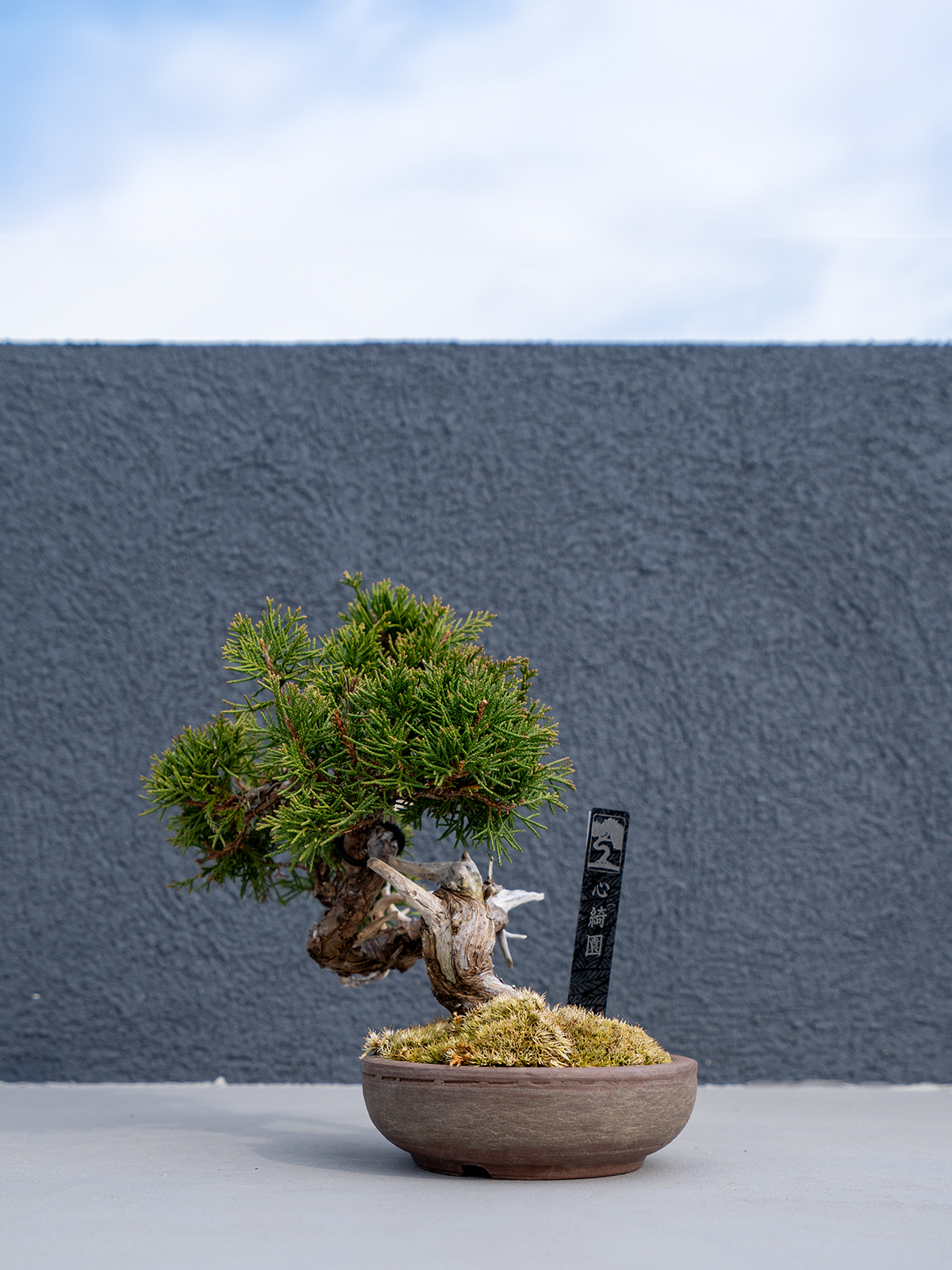 小品盆栽(小) - 画像 (2)