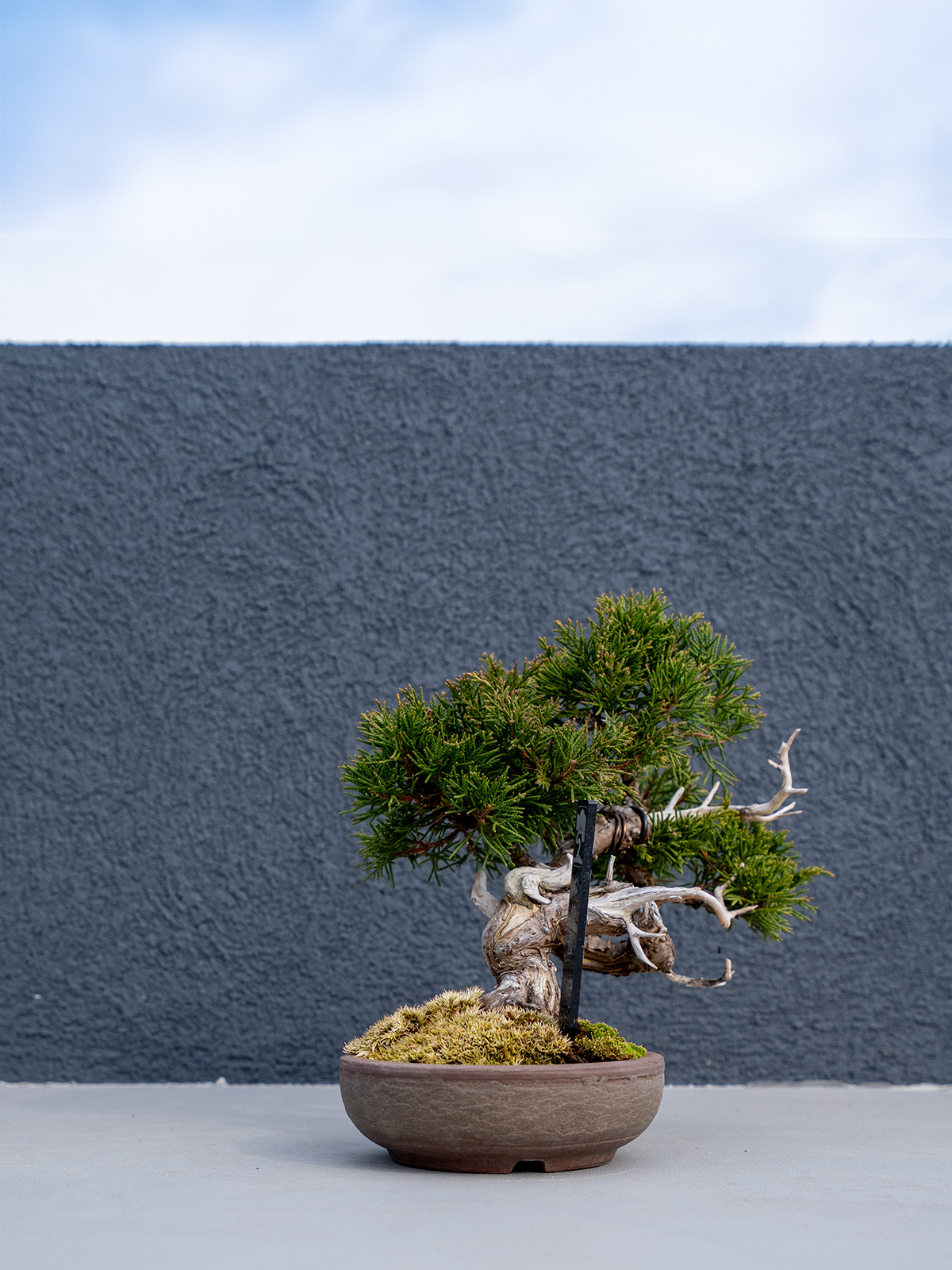 小品盆栽(小) - 画像 (3)