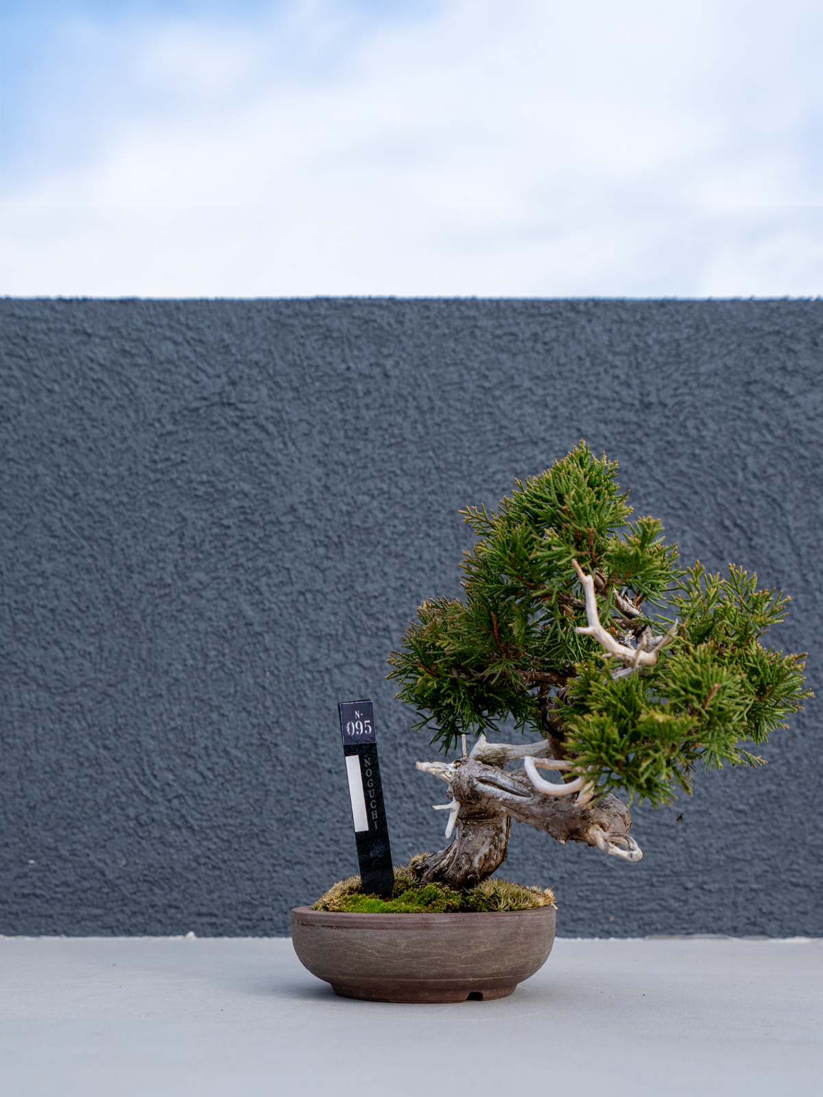 小品盆栽(小) - 画像 (4)